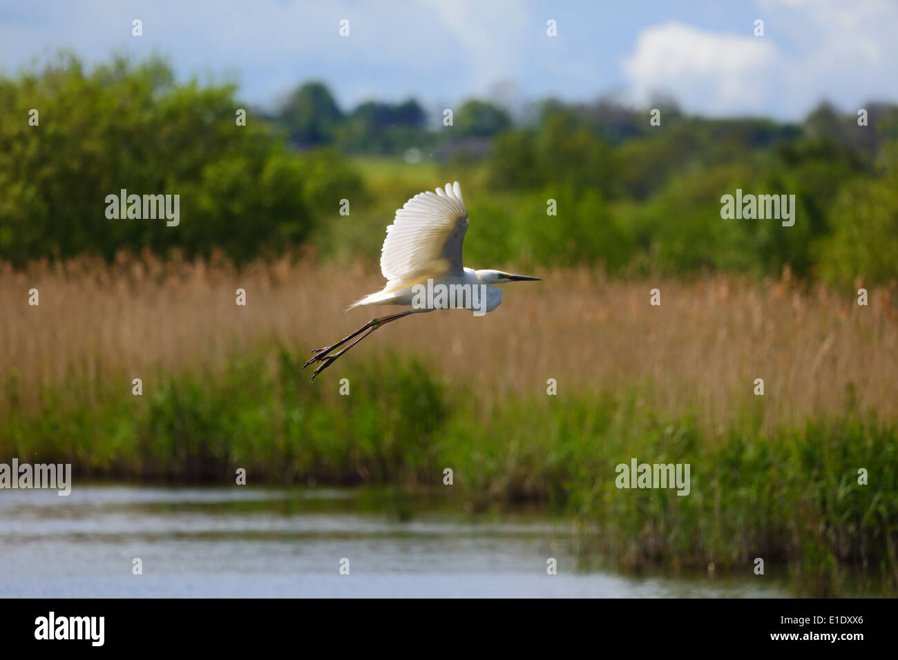 great white egret in flight Stock Photo