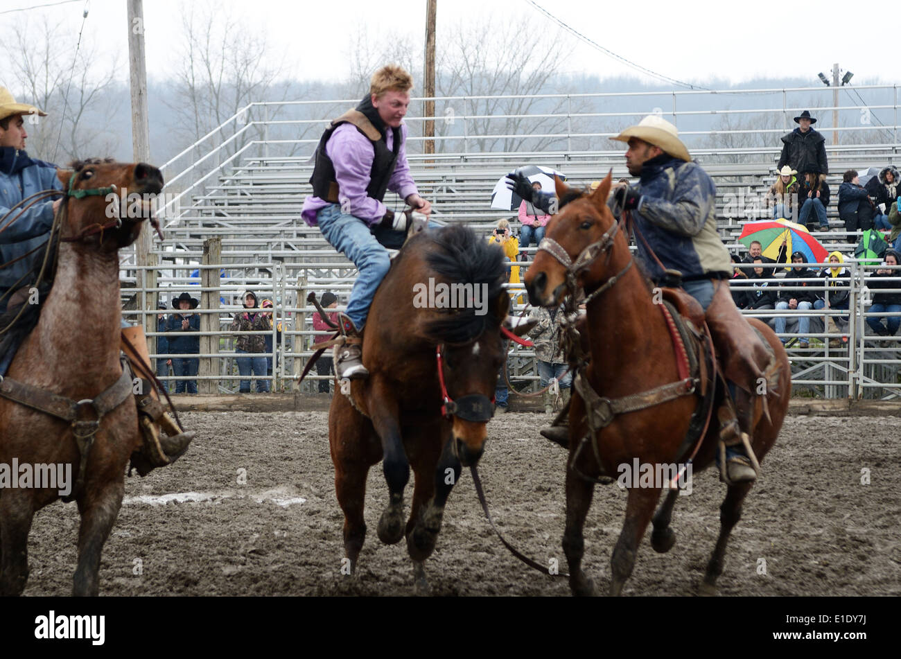Bronco rider gets assistance getting off horse from Arena Cowboys. Stock Photo
