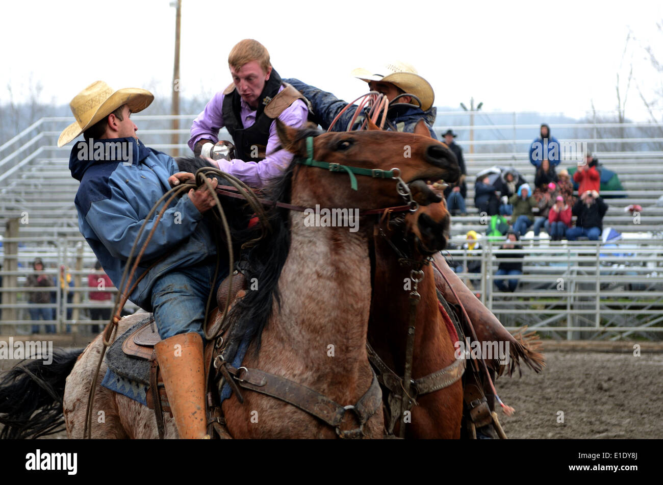 Bronco rider gets assistance getting off horse  from Arena Cowboys. Stock Photo