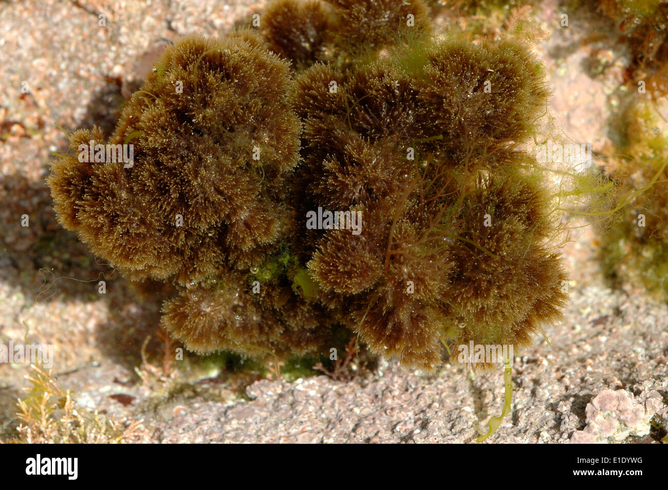 A hydroid (Hartlaubella gelatinosa) in a rockpool, UK Stock Photo