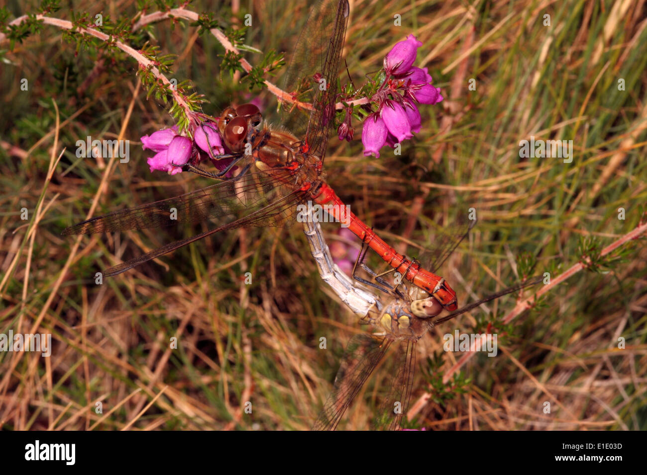 Common darter dragonfly (Sympetrum striolatum), mating pair on heathland, UK. Stock Photo
