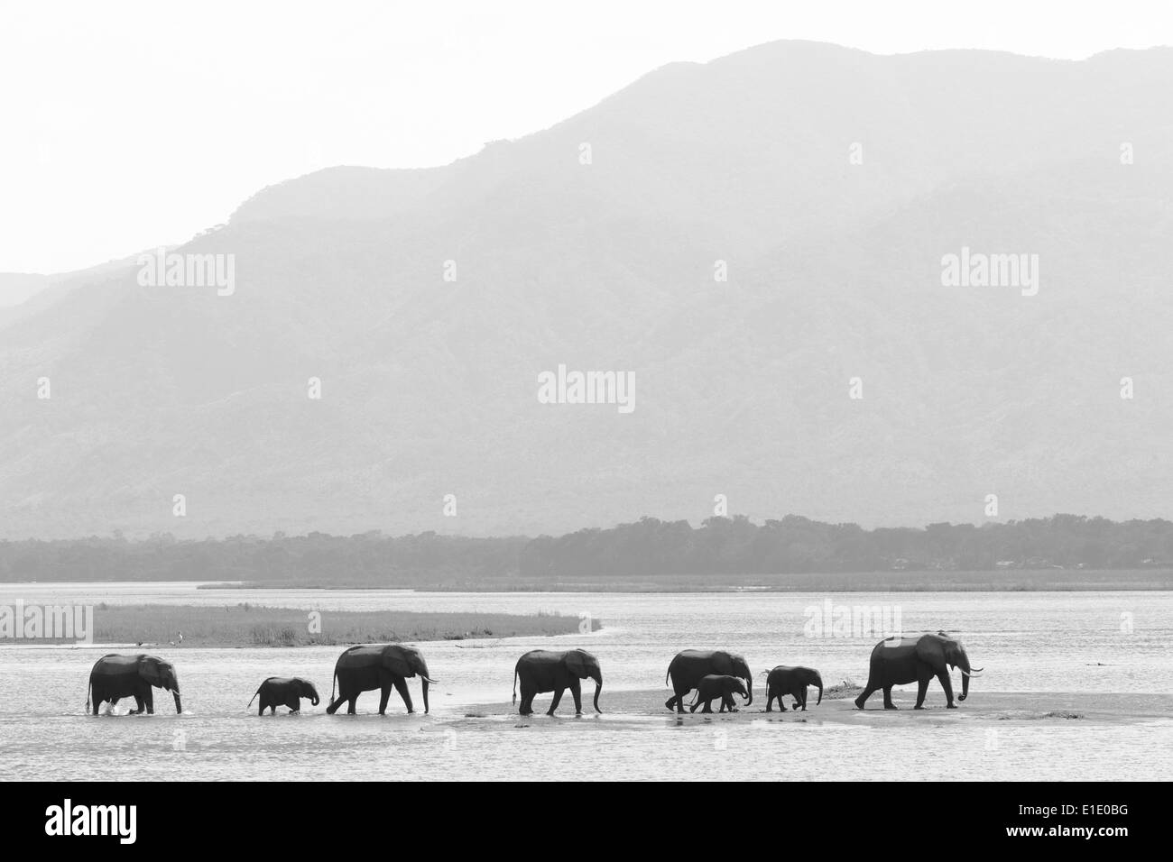 African Elephant herd walking on water Stock Photo