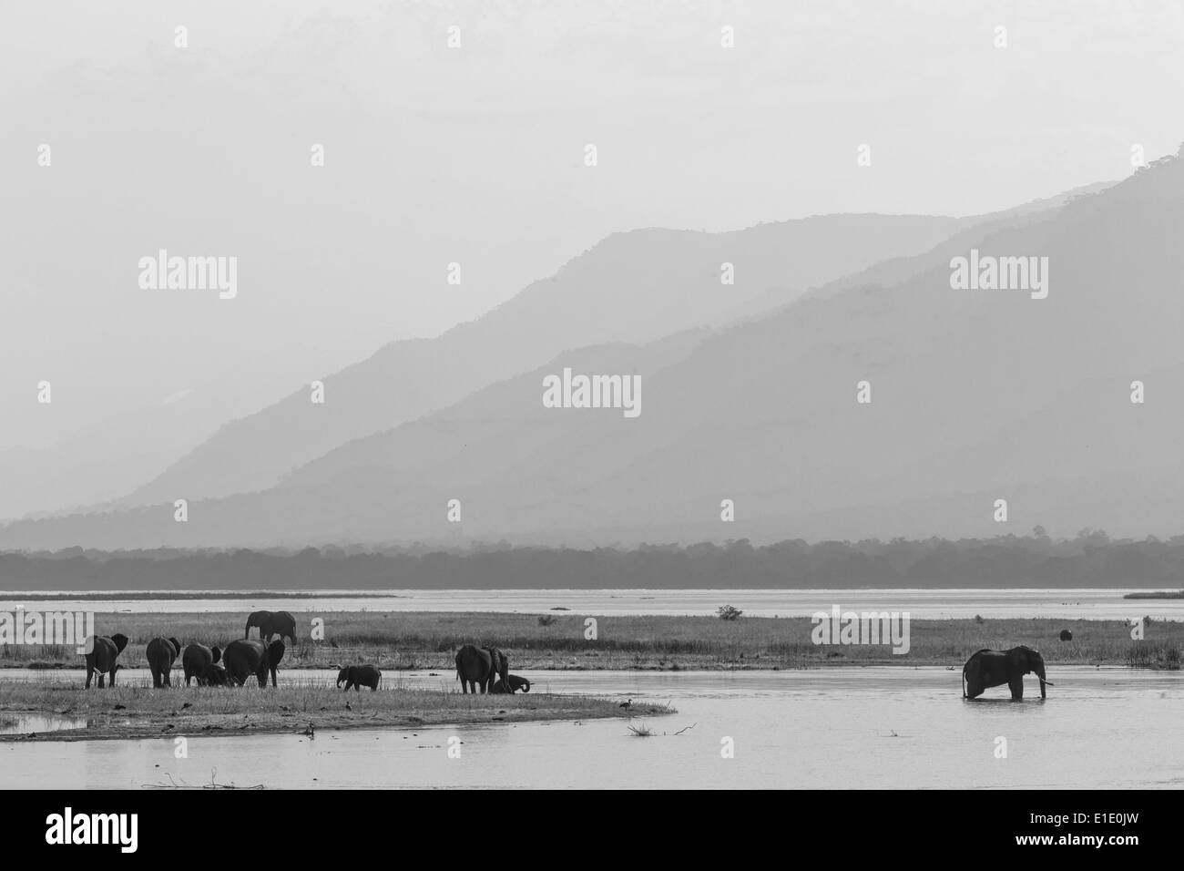 Elephant herd drinking on the Zambezi river in black and white Stock Photo