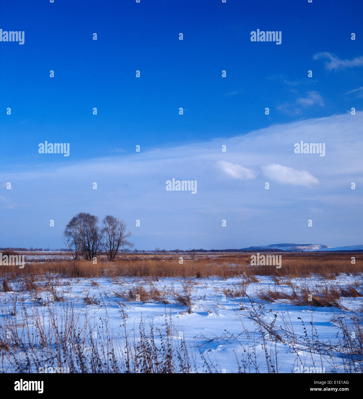 Steppe trees hi-res stock photography and images - Alamy
