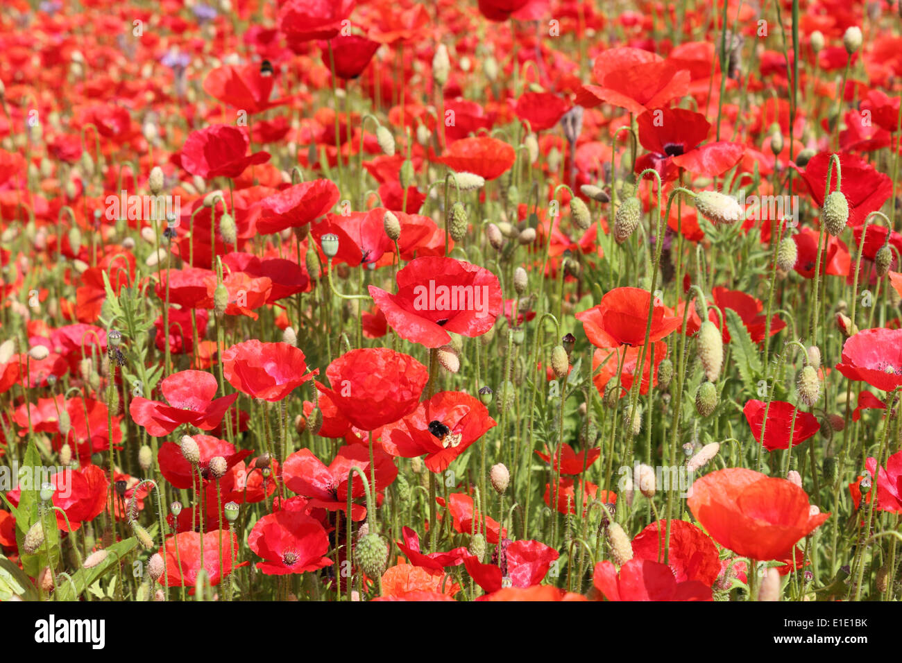 Wisley Surrey UK. 1st June 2014. The First World War Commemorative Poppies are in full bloom at RHS Wisley. 2014 is the 100th Anniversary of the start of the Great War and many organisations have sown poppies as a tribute to those lost in battle. This planting is called 'In Flanders Fields' as this was were many soldiers lost their lives and poppies grew on the battlefileds. Credit:  Julia Gavin/Alamy Live News Stock Photo