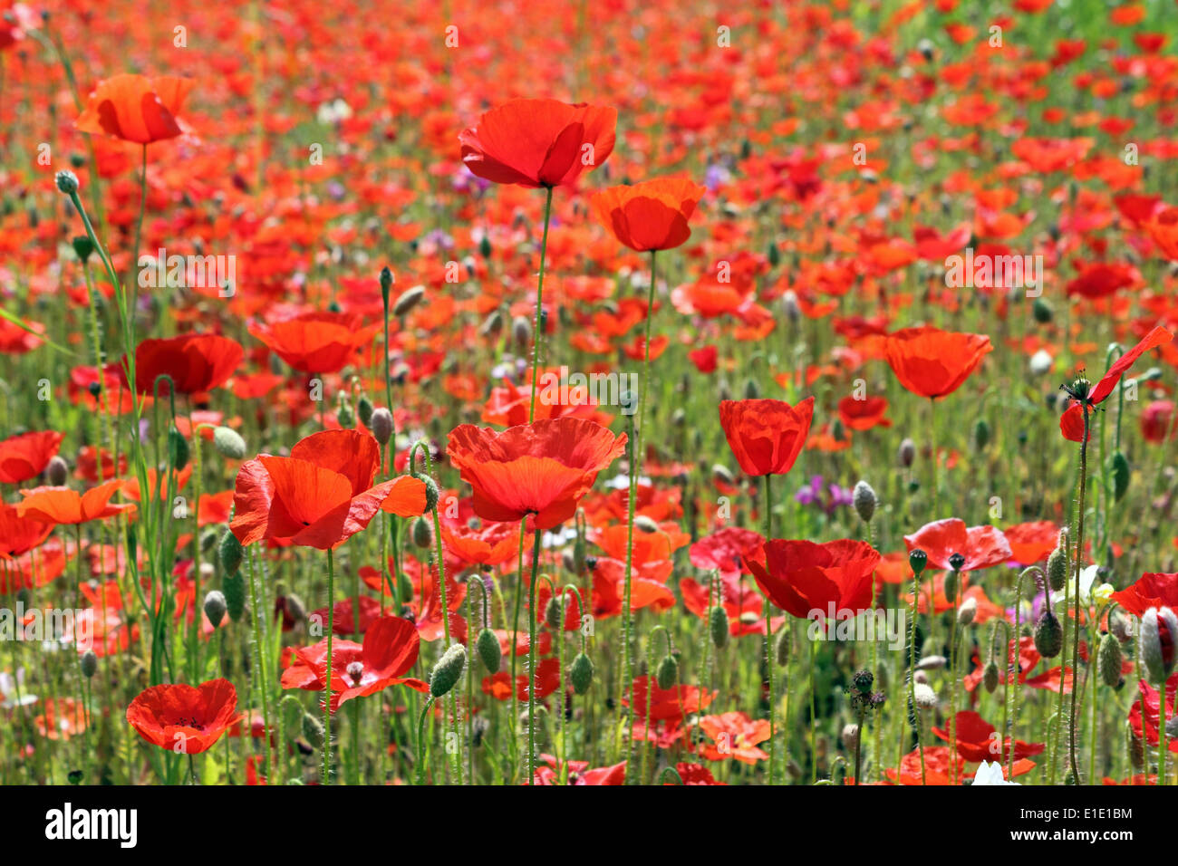 Wisley Surrey UK. 1st June 2014. The First World War Commemorative Poppies are in full bloom at RHS Wisley. 2014 is the 100th Anniversary of the start of the Great War and many organisations have sown poppies as a tribute to those lost in battle. This planting is called 'In Flanders Fields' as this was were many soldiers lost their lives and poppies grew on the battlefields. Credit:  Julia Gavin/Alamy Live News Stock Photo