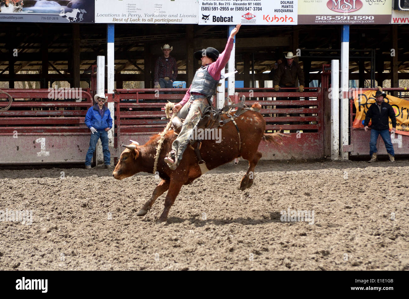 Rider is thrown from bucking horse at Rodeo. Stock Photo