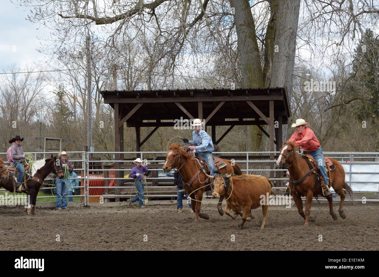 Team roping competition hi-res stock photography and images - Alamy