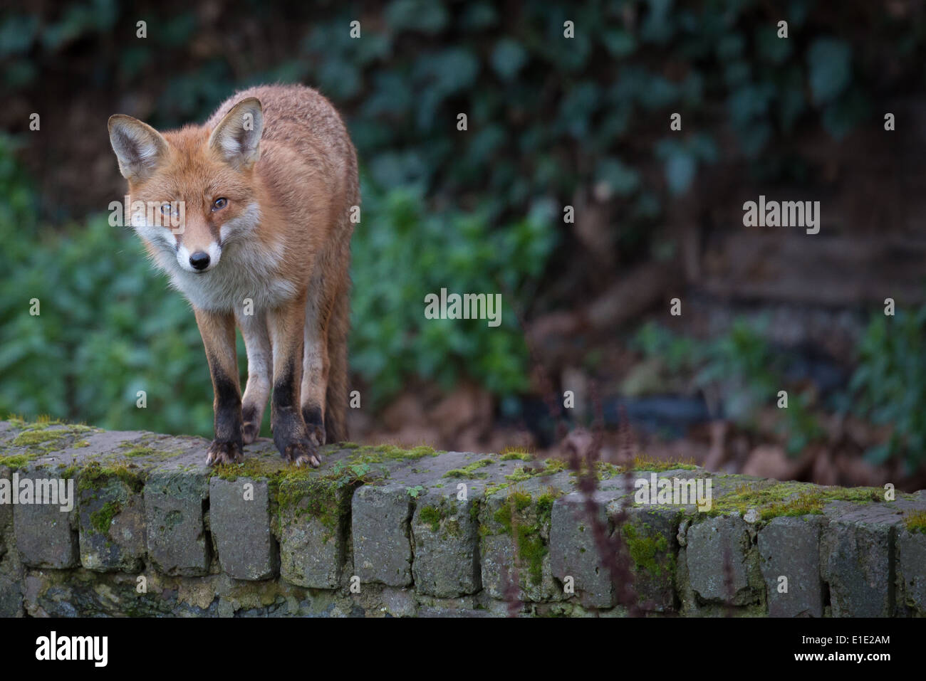 Urban fox stood on a garden wall Stock Photo