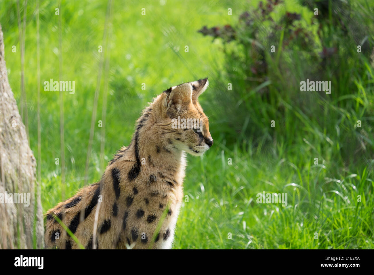 Leptailurus serval, Serval, Zoo, big cat Stock Photo