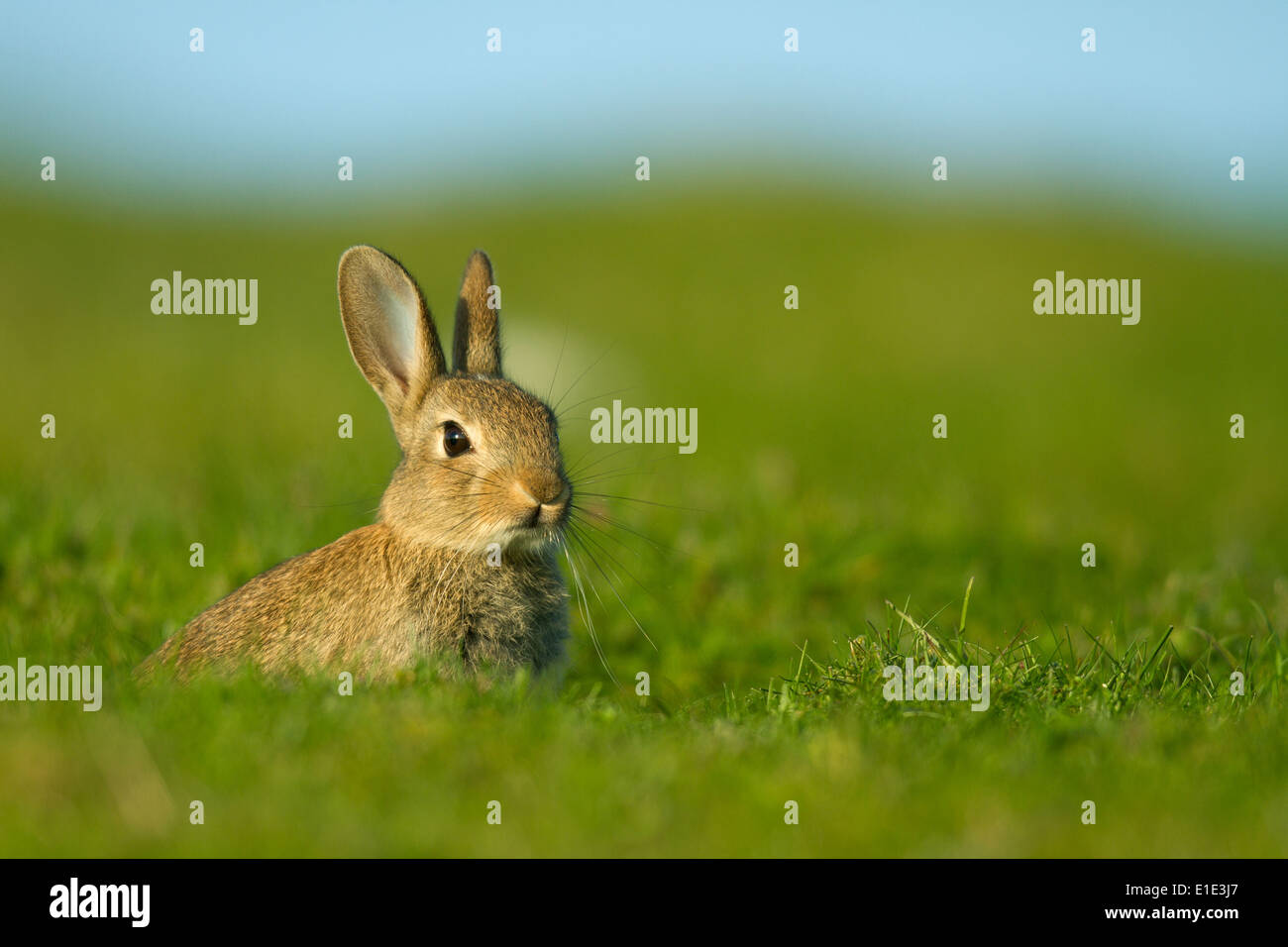 Rabbit Warren Hi-res Stock Photography And Images - Alamy