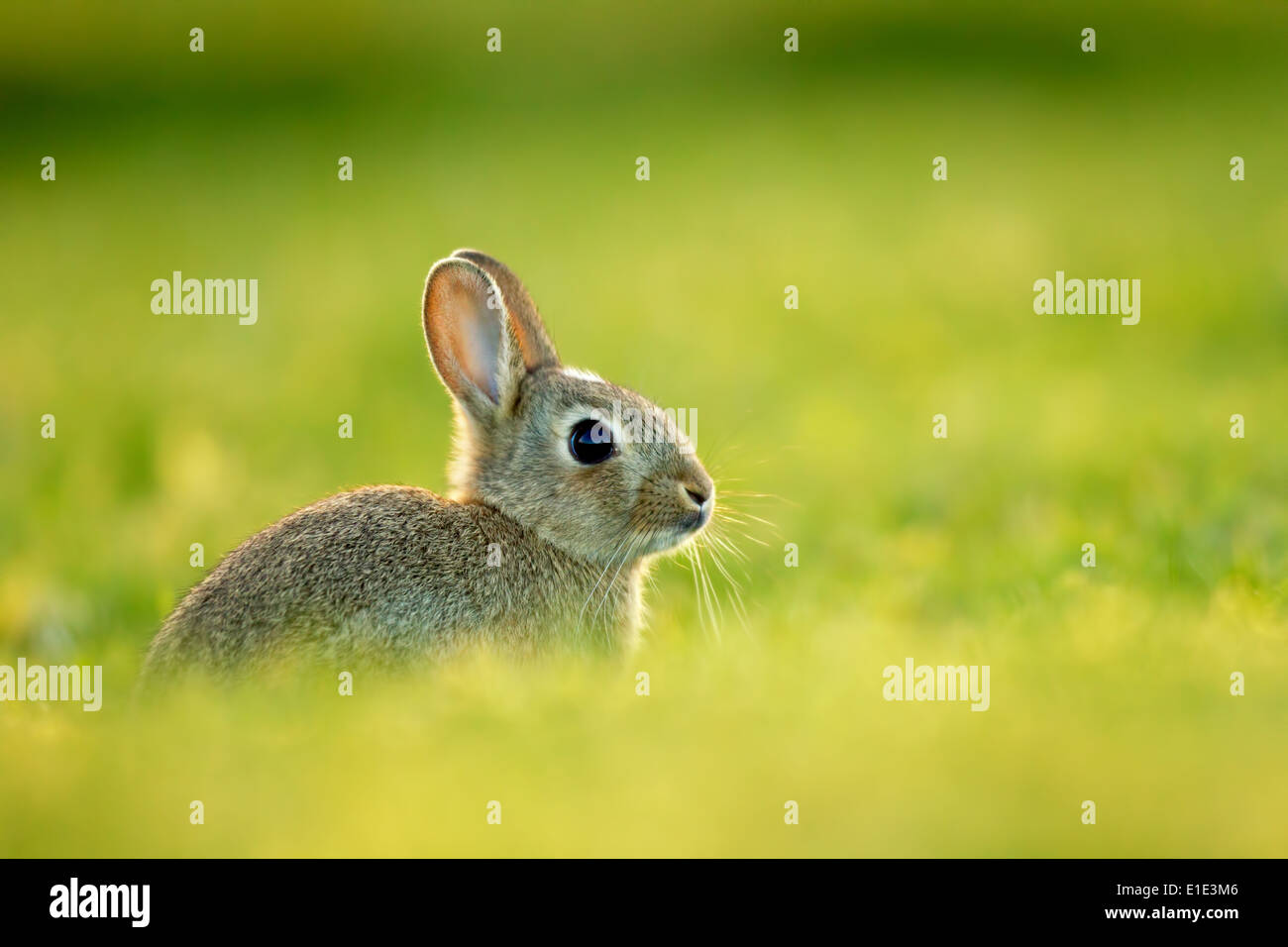 Rabbit Kitten (Oryctolagus cuniculus) with back lighting. North Uist ...