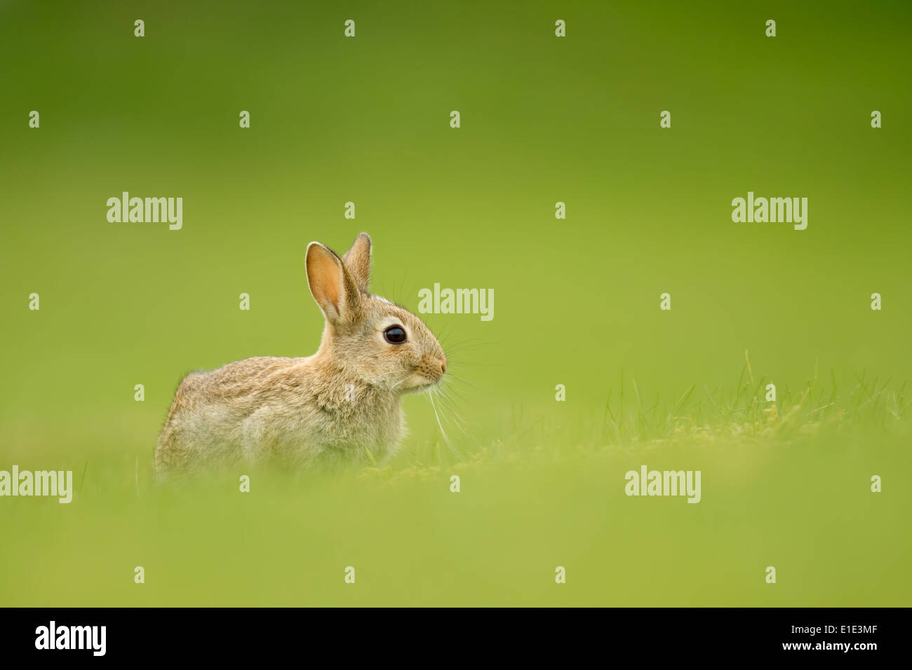 Rabbit Kit (Oryctolagus cuniculus) against a diffused green background ...