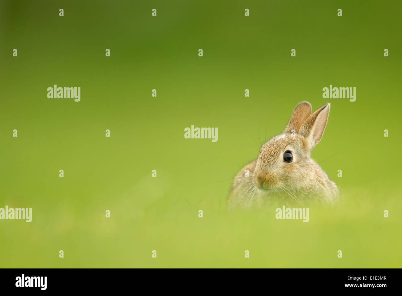 Rabbit Kit (Oryctolagus cuniculus) against a diffused green background ...