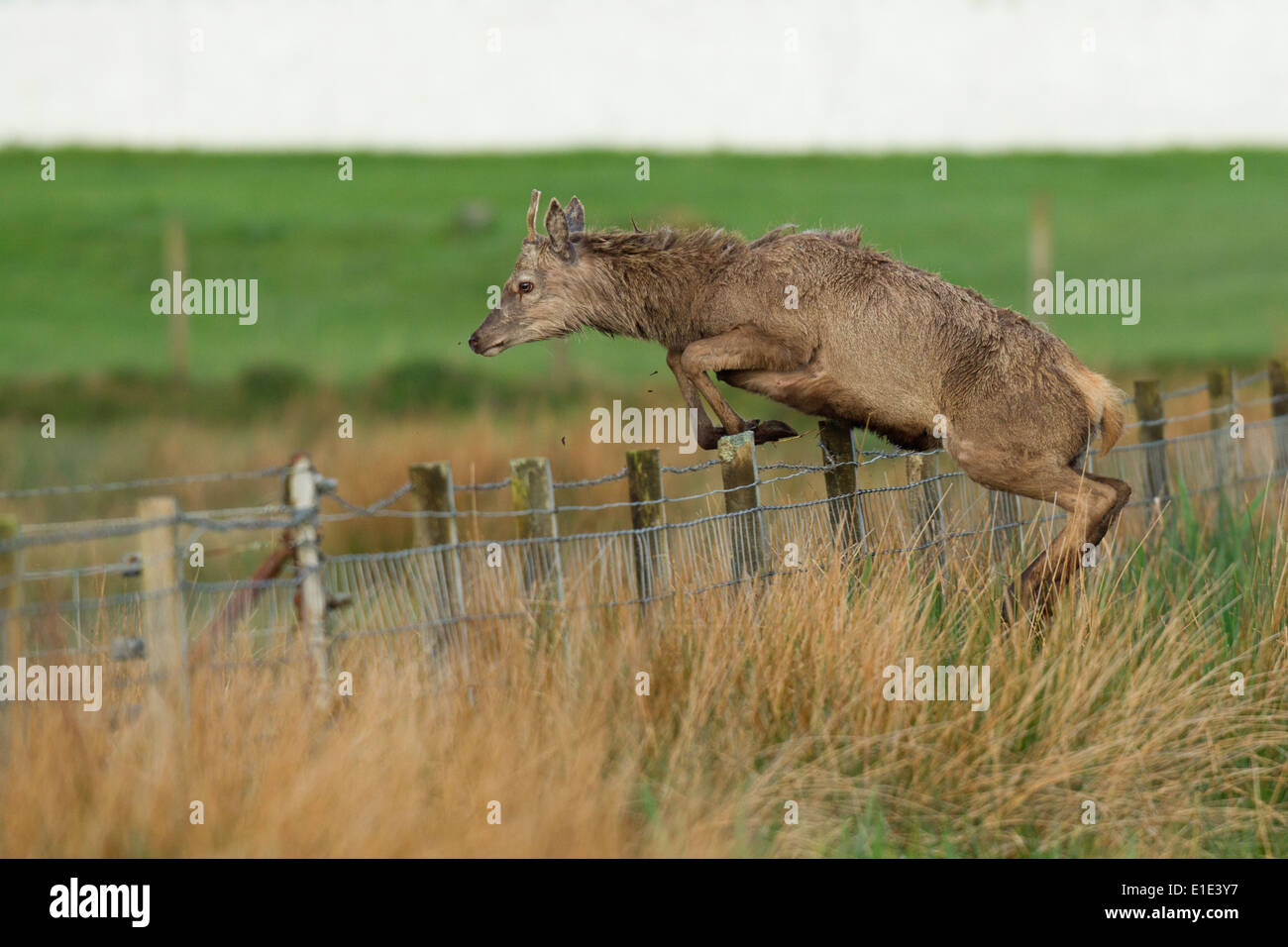 Action photograph of a Red Deer (Cervus elaphus) jumping a bard wire fence. North Uist, Outer Hebrides, Scotland, UK Stock Photo