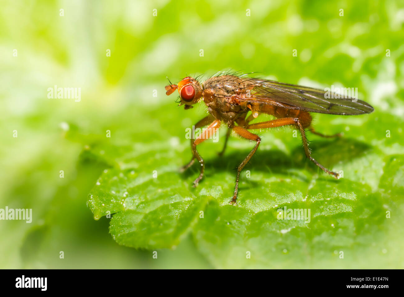 Forest Fly Insect Portrait of a forest fly Stock Photo - Alamy
