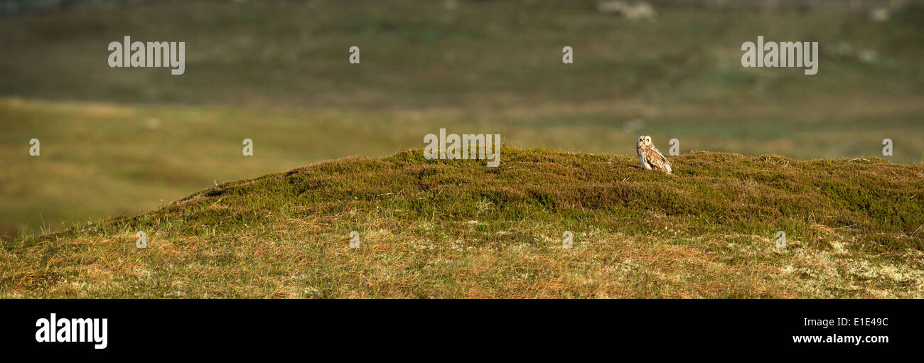 Panoramic crop of a Short-eared Owl (Asio flammeus) within its moorland habitat. North Uist, Outer Hebrides, Scotland, UK Stock Photo