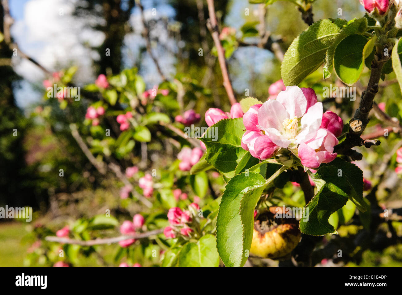 Bramley apple tree no blossom hires stock photography and images Alamy