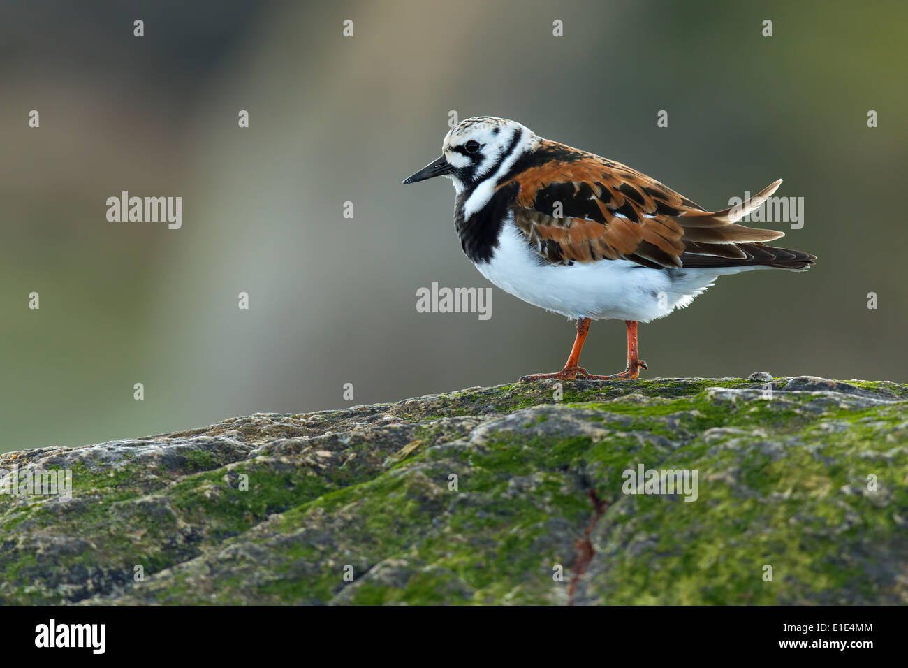 Turnstone (Arenaria interpres) in breeding plumage on a rock. North Uist, Outer Hebrides, Scotland, UK Stock Photo
