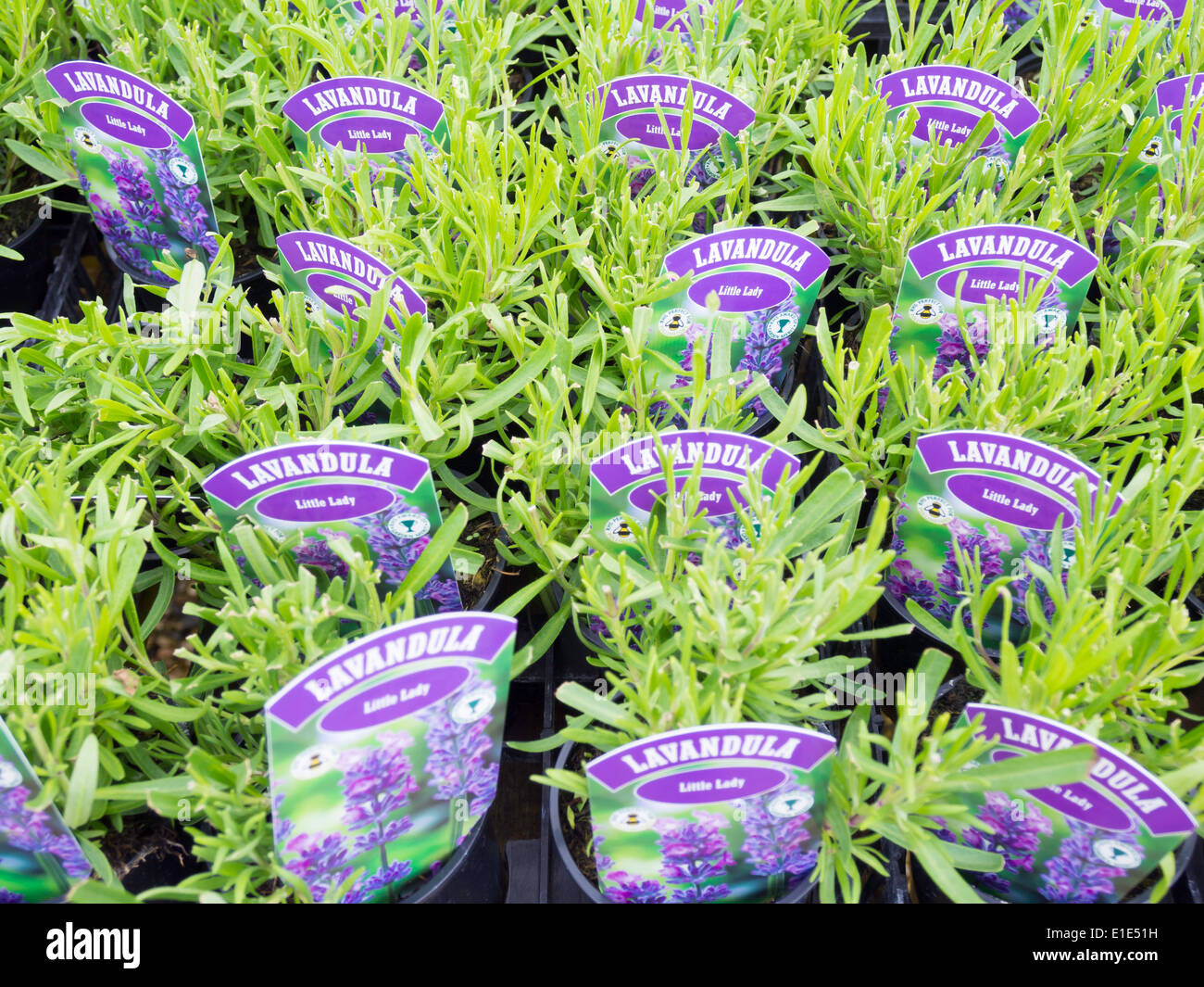 Lavender plants for sale variety Lavendula "Little Lady" Heacham