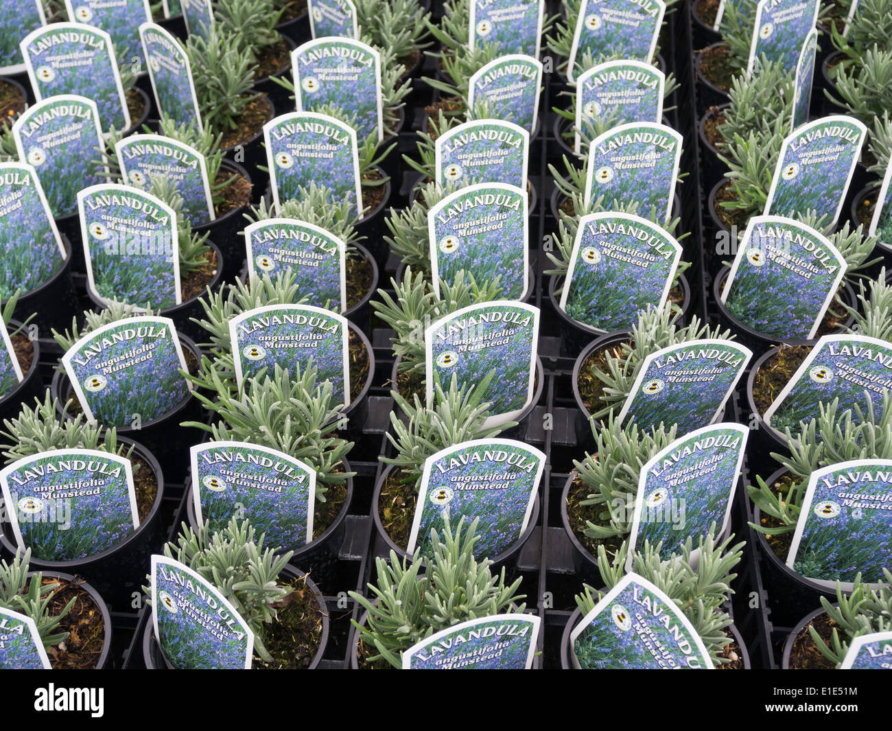 Lavender plants for sale variety Lavendula "augustifolia Munstead