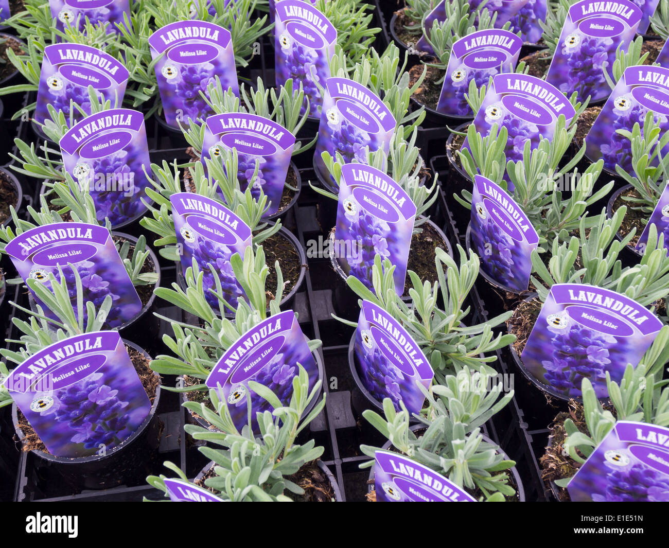 Lavender plants for sale variety Lavendula "Melissa Lilac" Heacham