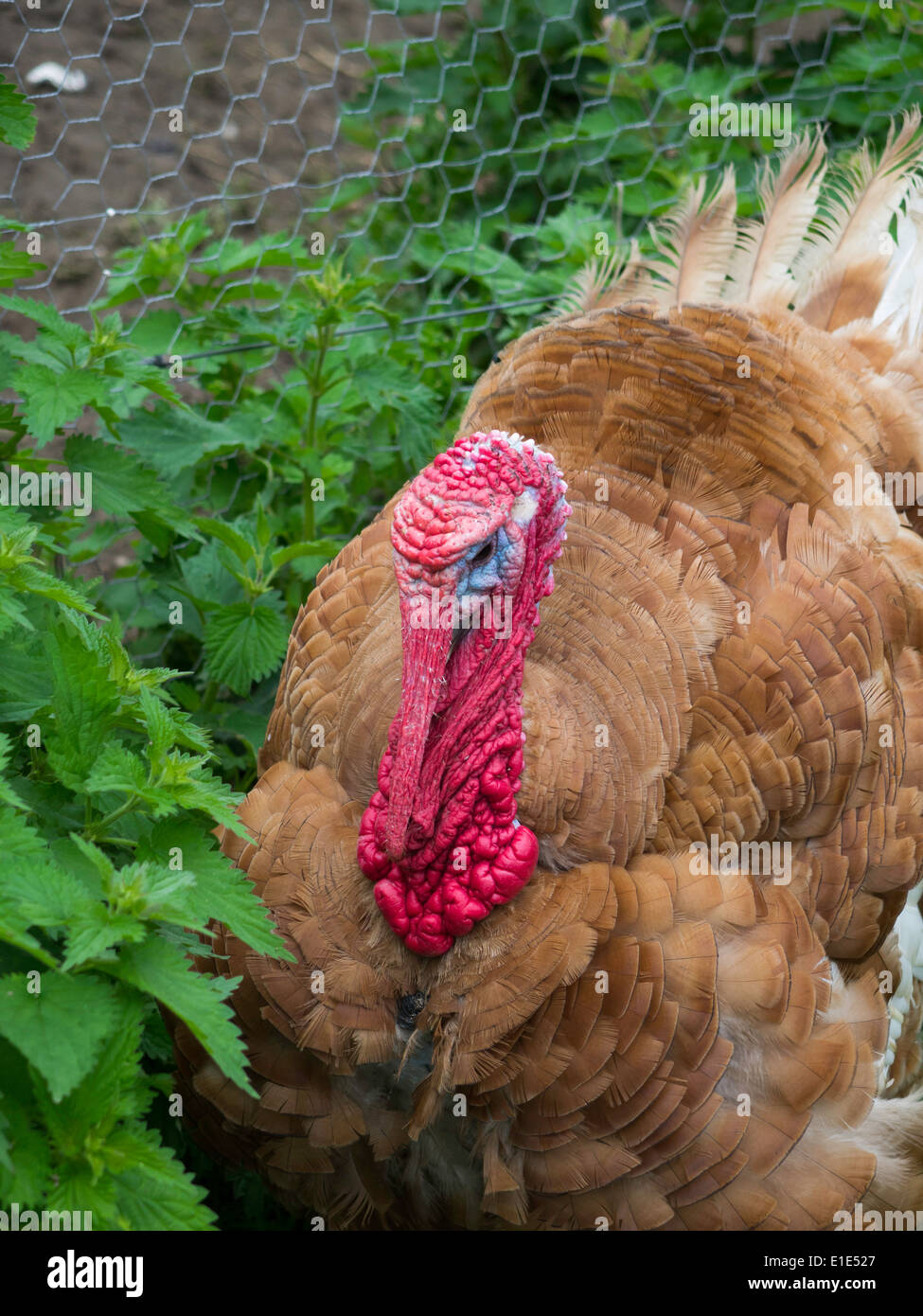 Portrait of a brown turkey with bright red wattles in a farmyard Stock Photo