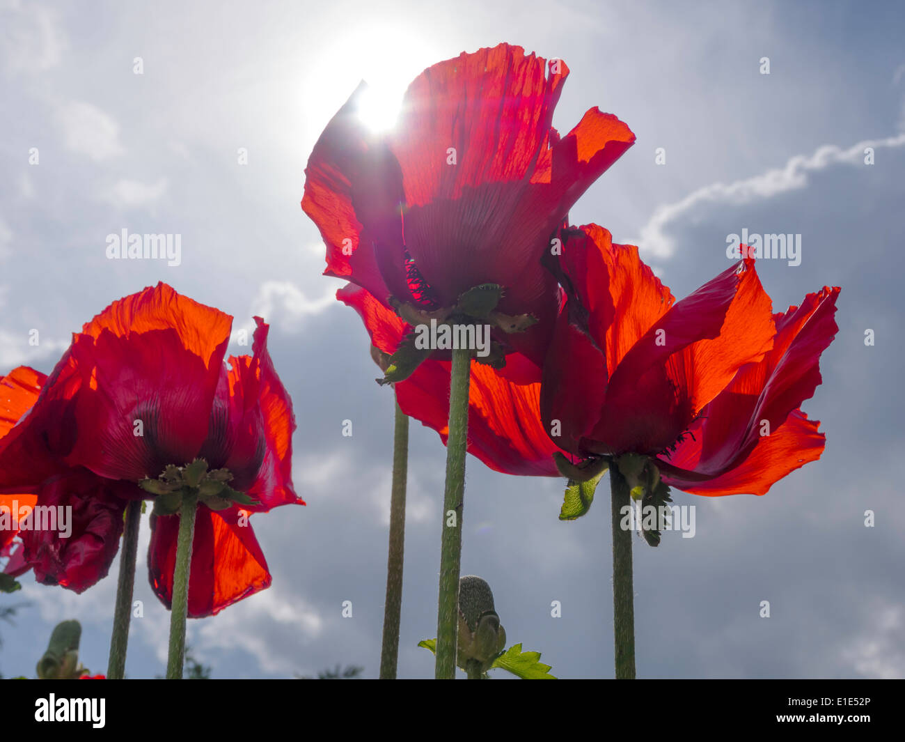 Bright red poppies garden plants back lit by summer sun Stock Photo