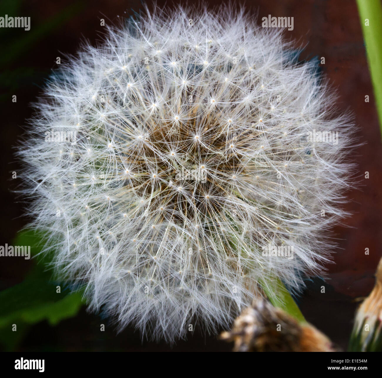 White dandelion seeds hi-res stock photography and images - Alamy