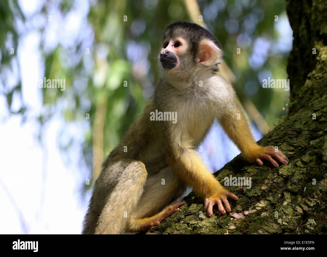 Black Capped Squirrel Monkey Saimiri Boliviensis In Natural Setting In A Tree Stock Photo Alamy
