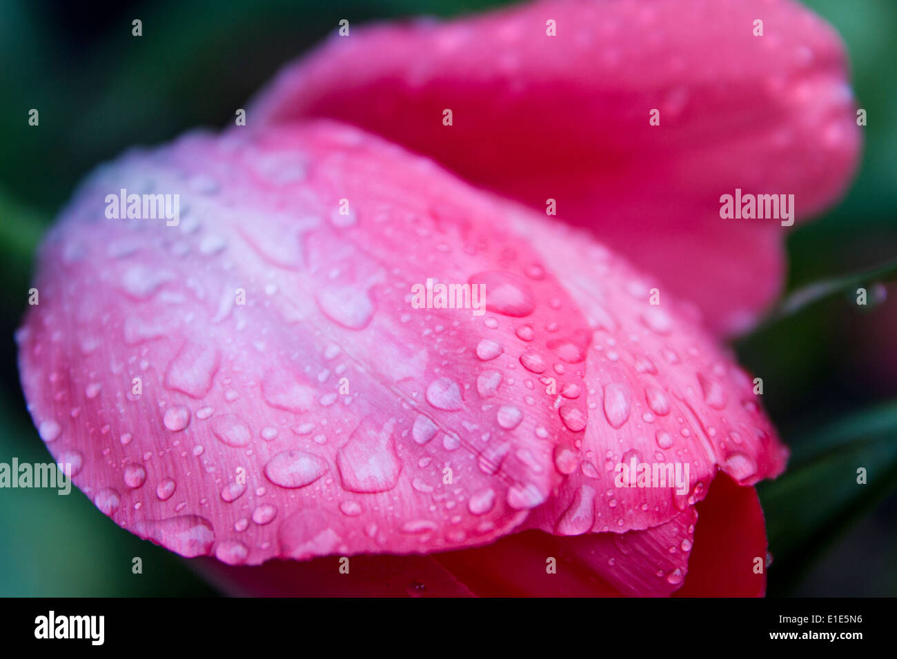 Rainy Day for Tulips Stock Photo