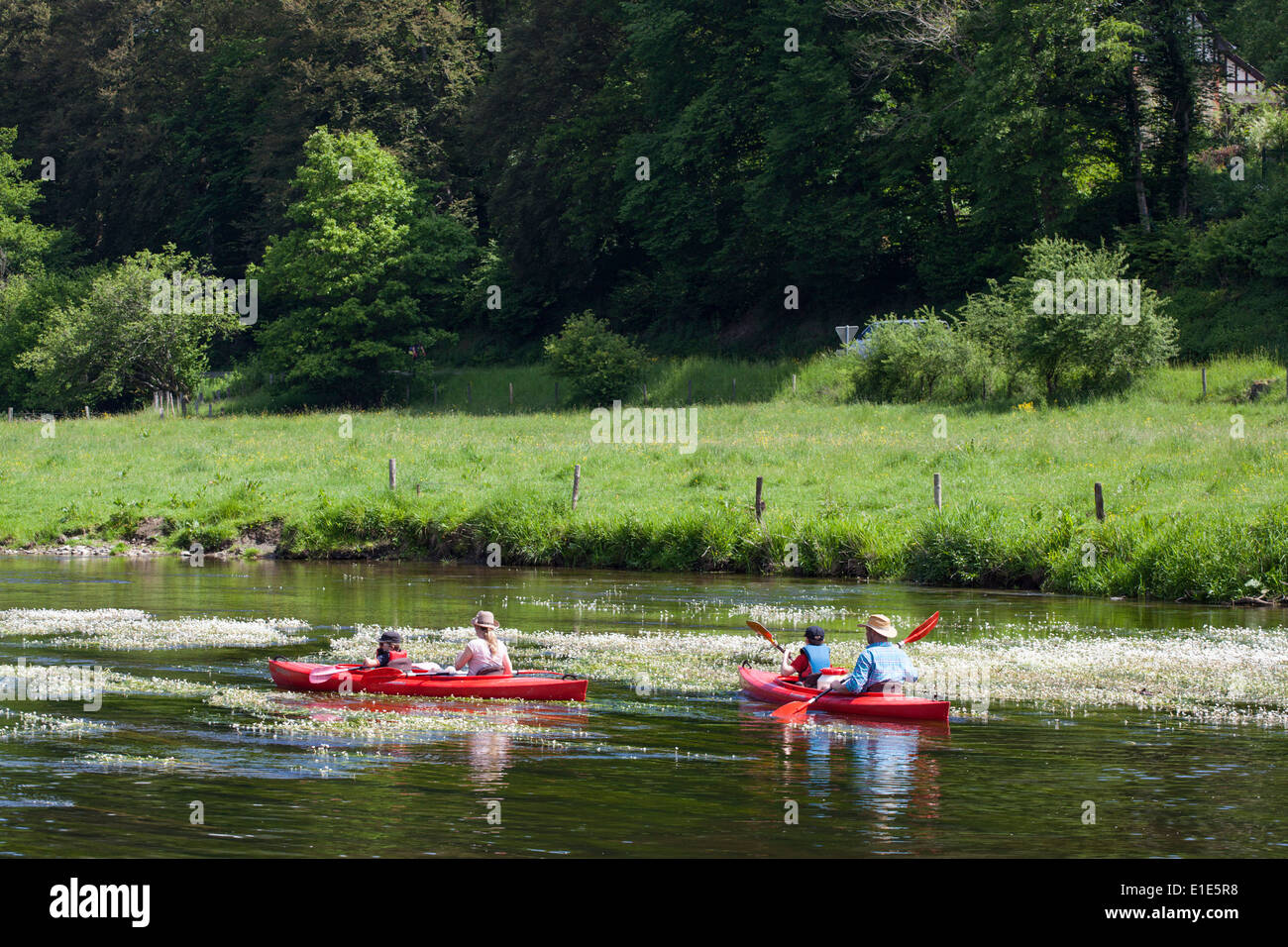 Family paddling in canoes on the river Semois in the neighborhood of Mortehan in the Ardennes (Belgium) Stock Photo