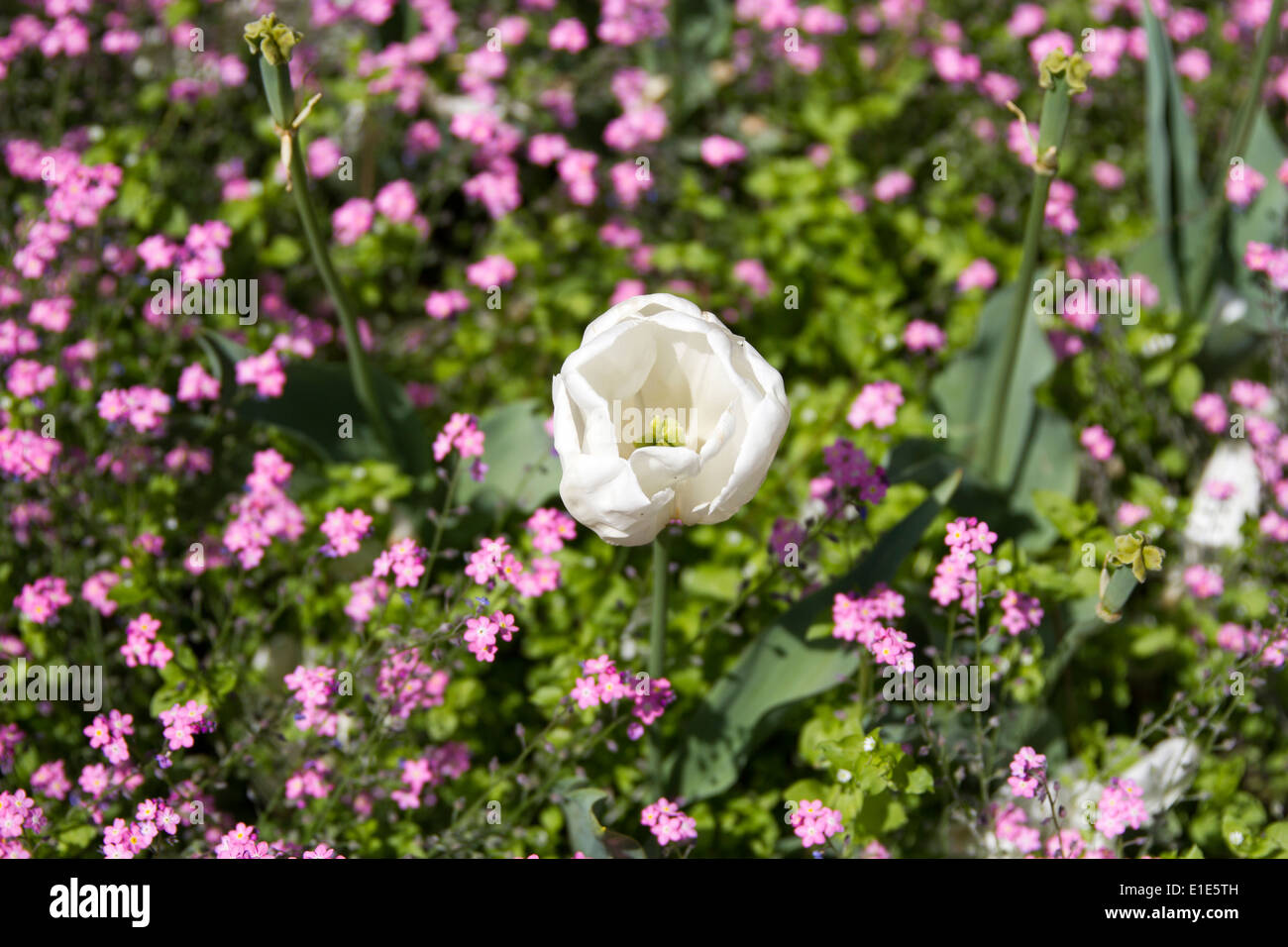 Flower Garden Stock Photo