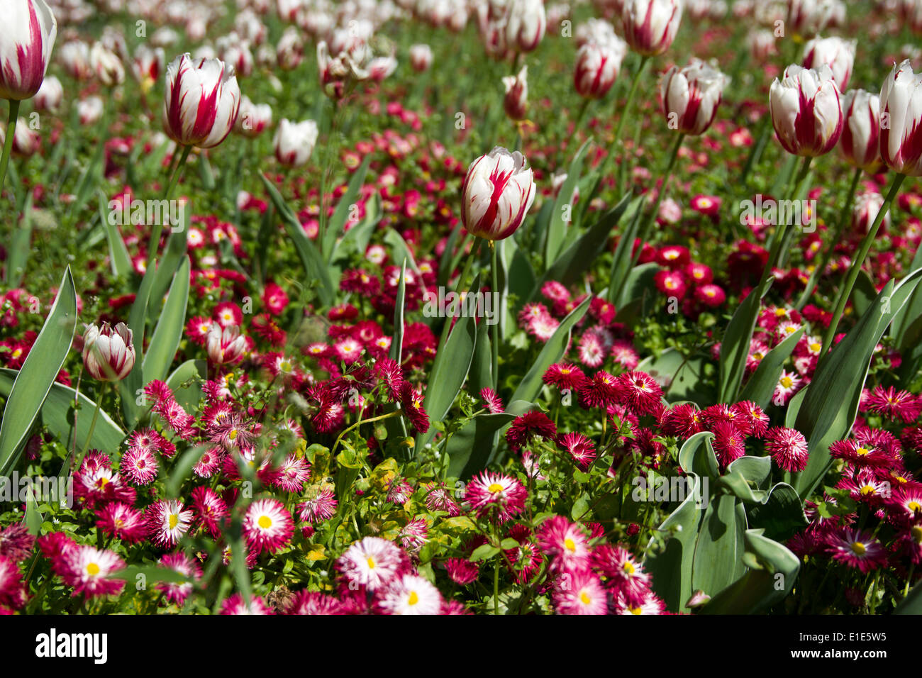 Tulip Garden Stock Photo