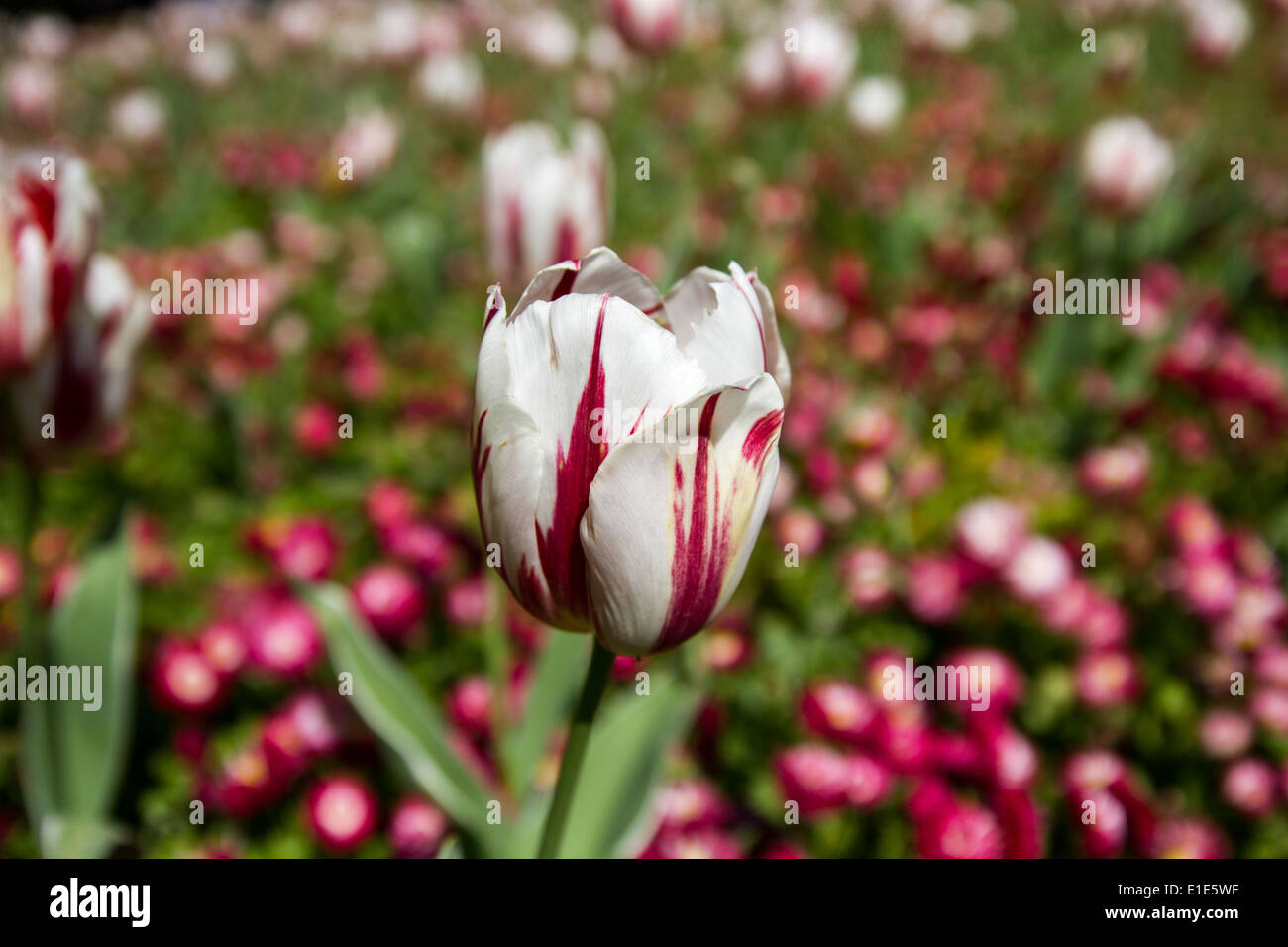 Multicolored Tulips Stock Photo