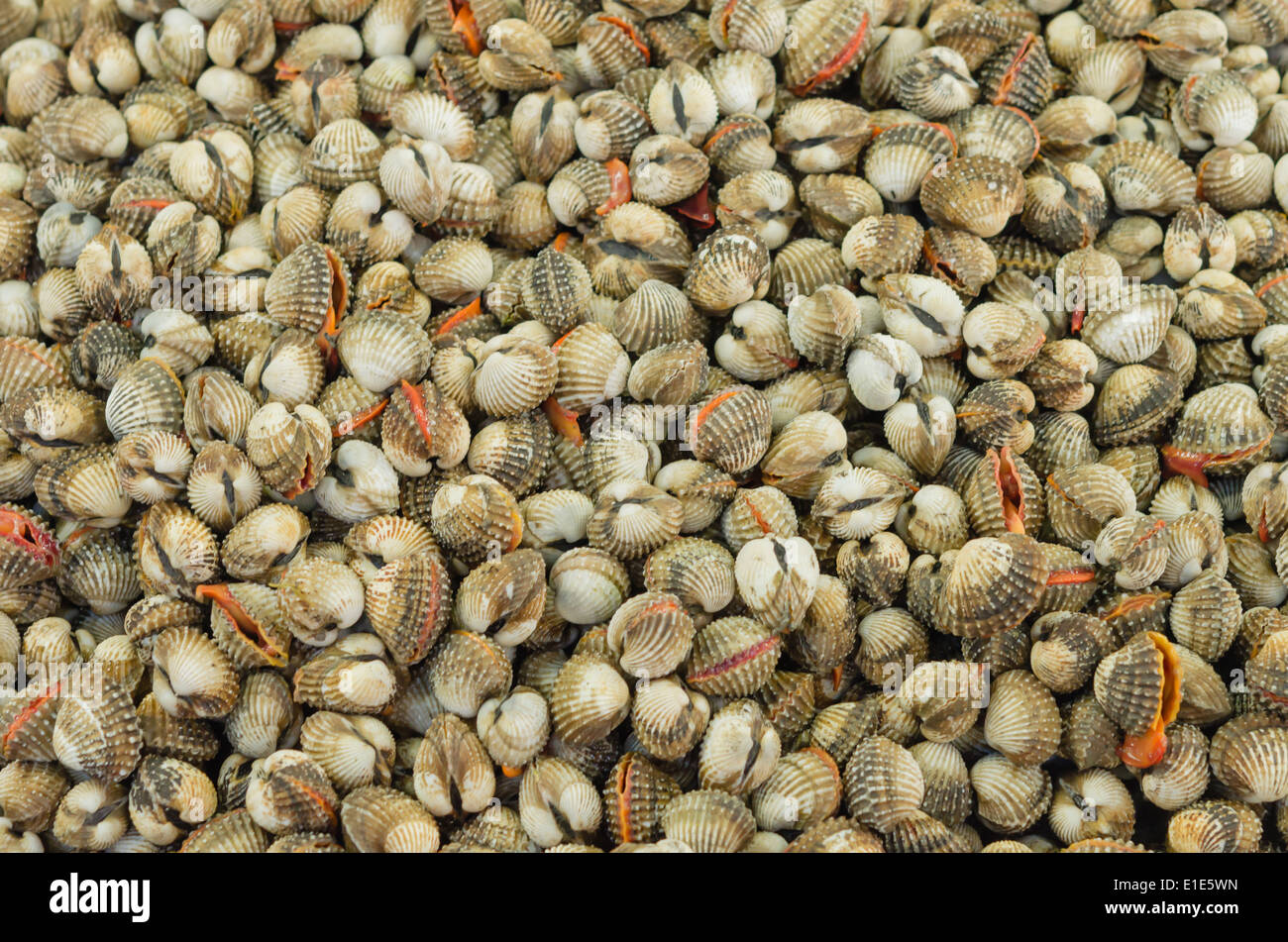 Fresh Shellfish Blood Cockles market edible background Stock Photo