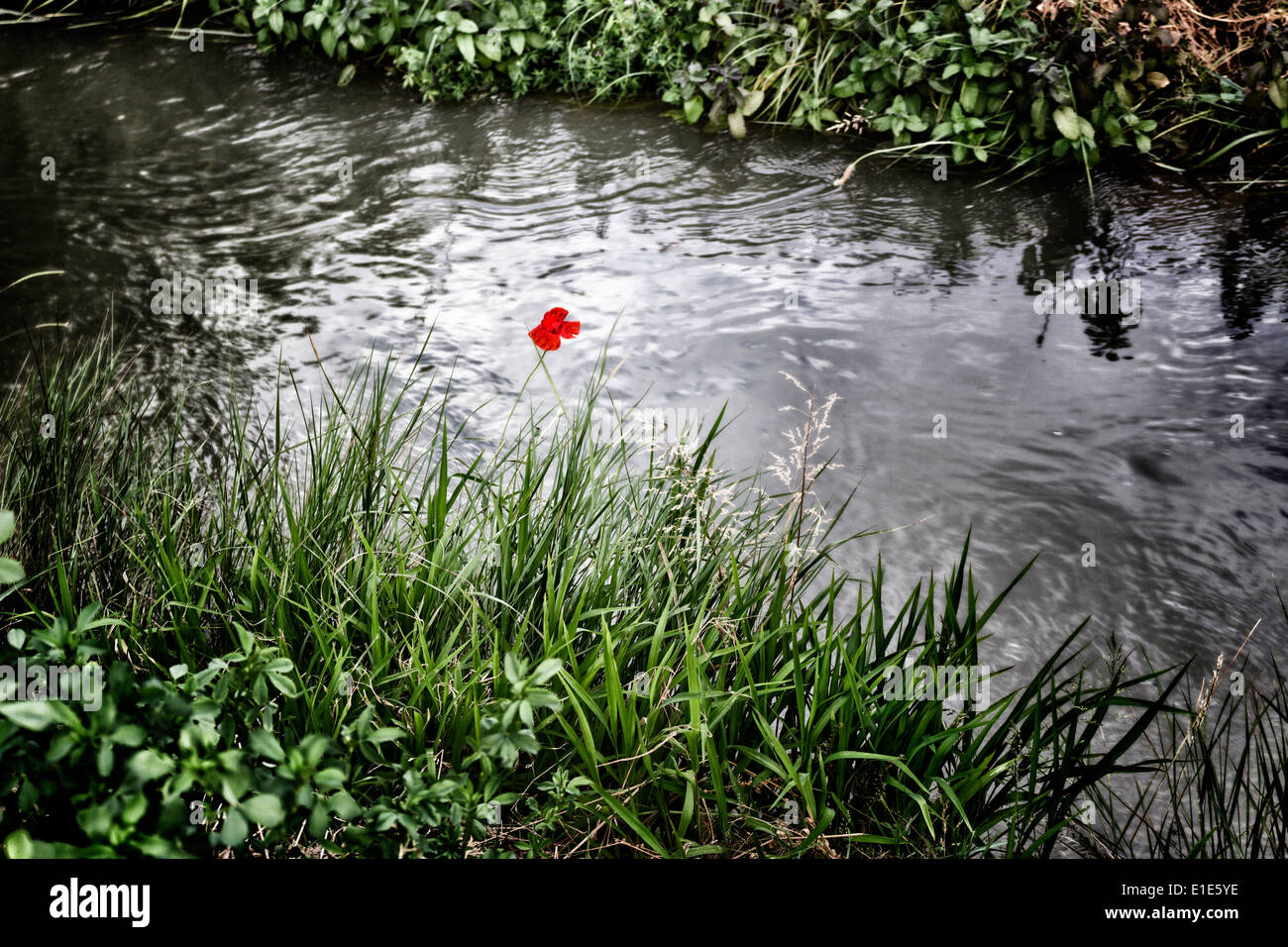 Lone Red poppy on dark water of channel in Italian countryside Stock Photo