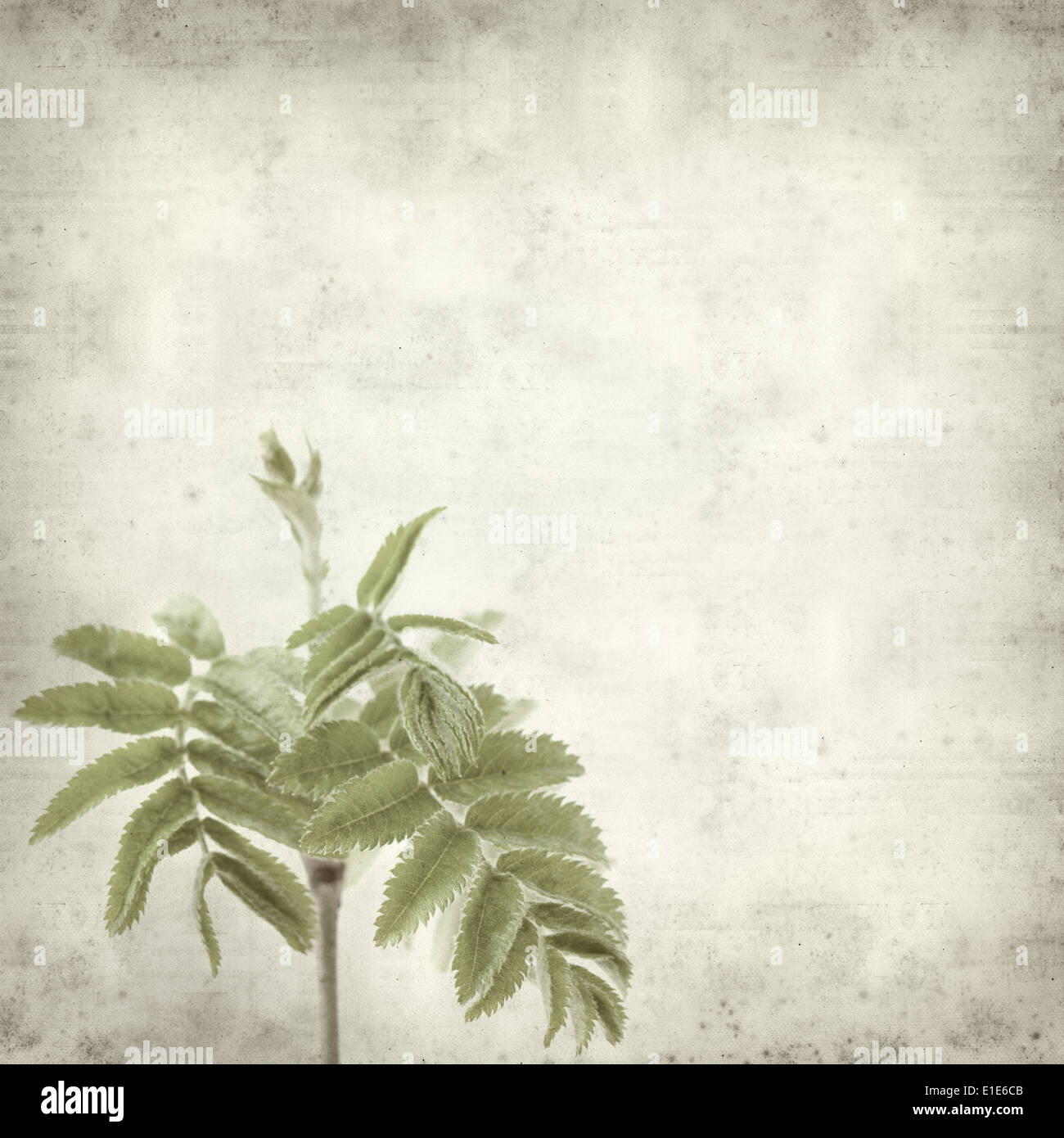 textured old paper background with young rowan leaves Stock Photo