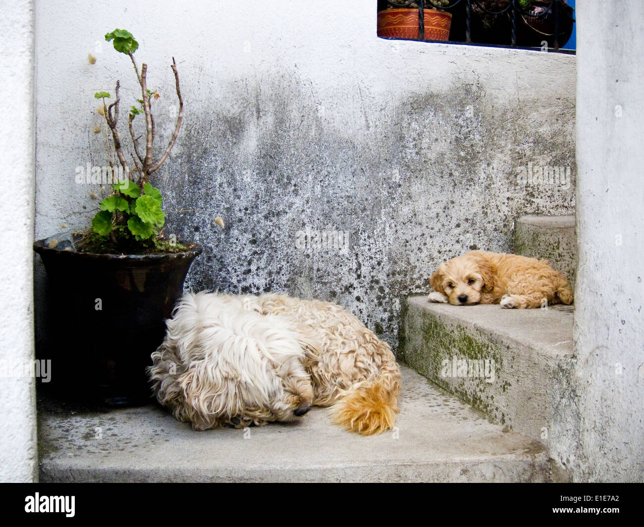 two dogs sleeping on concrete steps Stock Photo Alamy