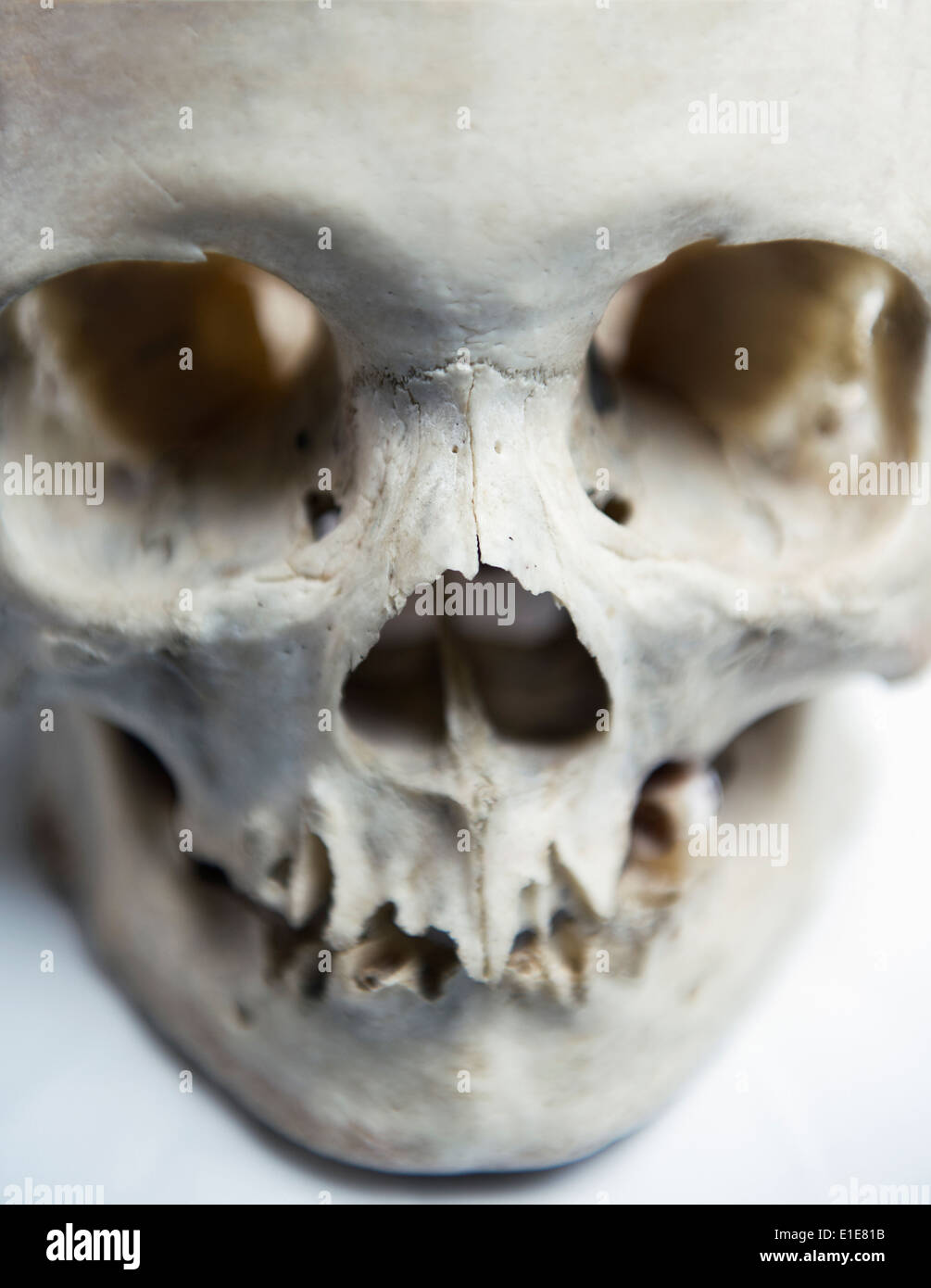 Genuine Human Skull used for Medical Studies Stock Photo