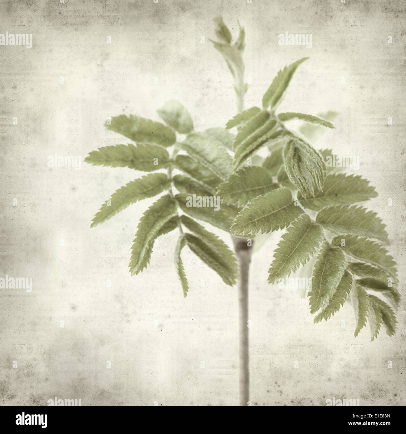 textured old paper background with young rowan leaves Stock Photo