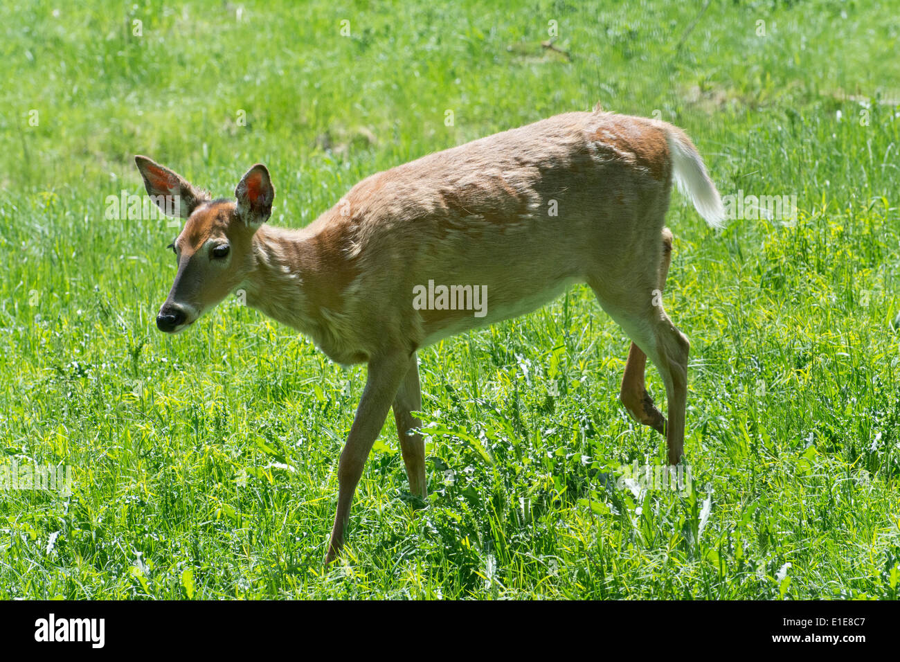 A WhiteTailed female Deer Stock Photo Alamy