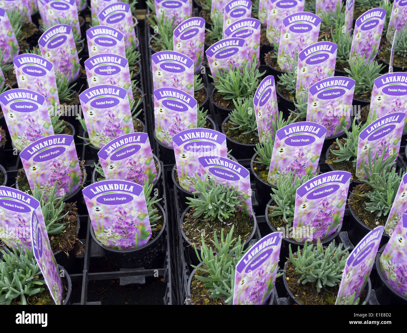 Lavender plants for sale variety Lavendula "Twickel Purple" Heacham