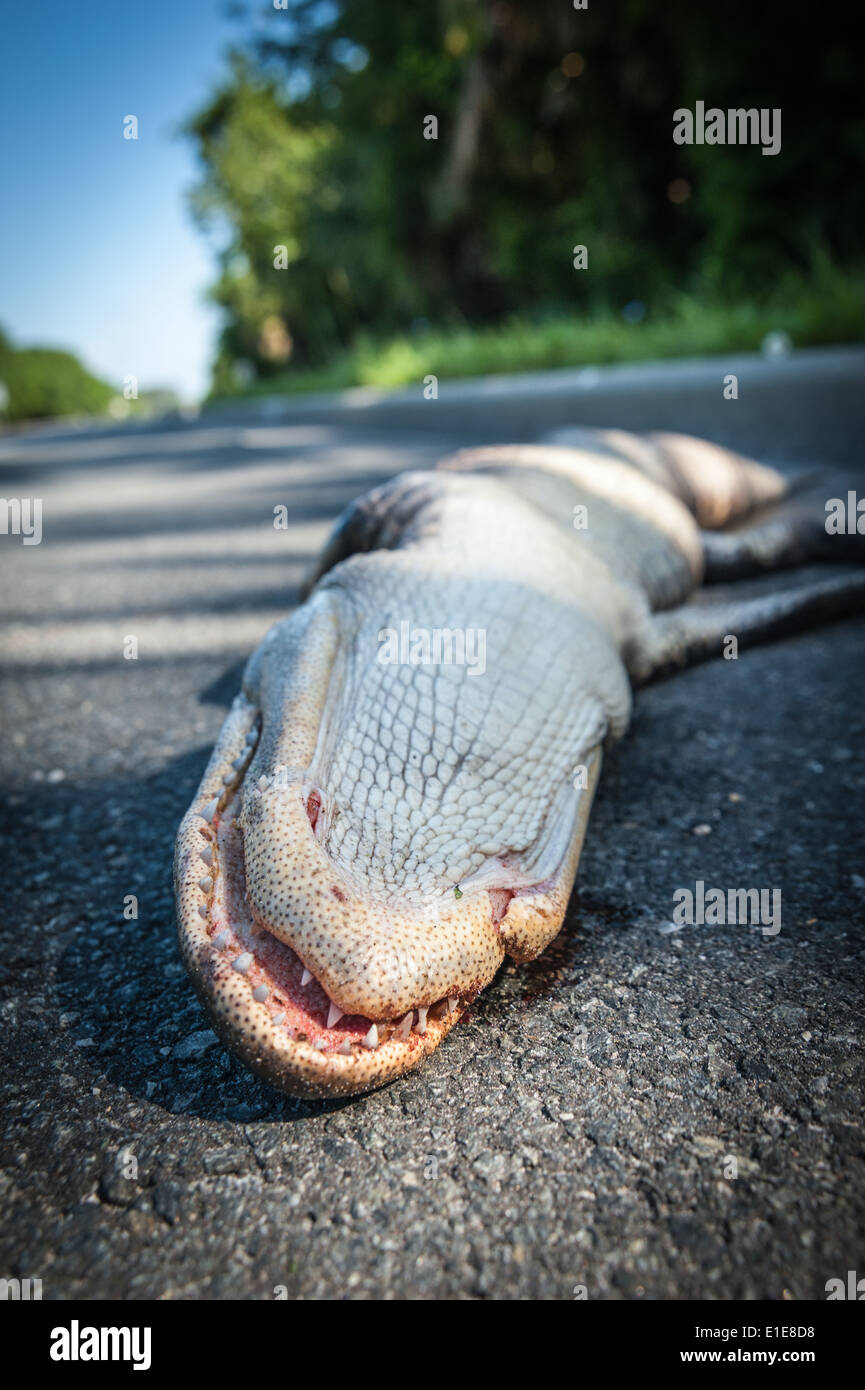 Alligator roadkill on US Highway A1A in Ponte Vedra Beach, Florida, USA. Stock Photo