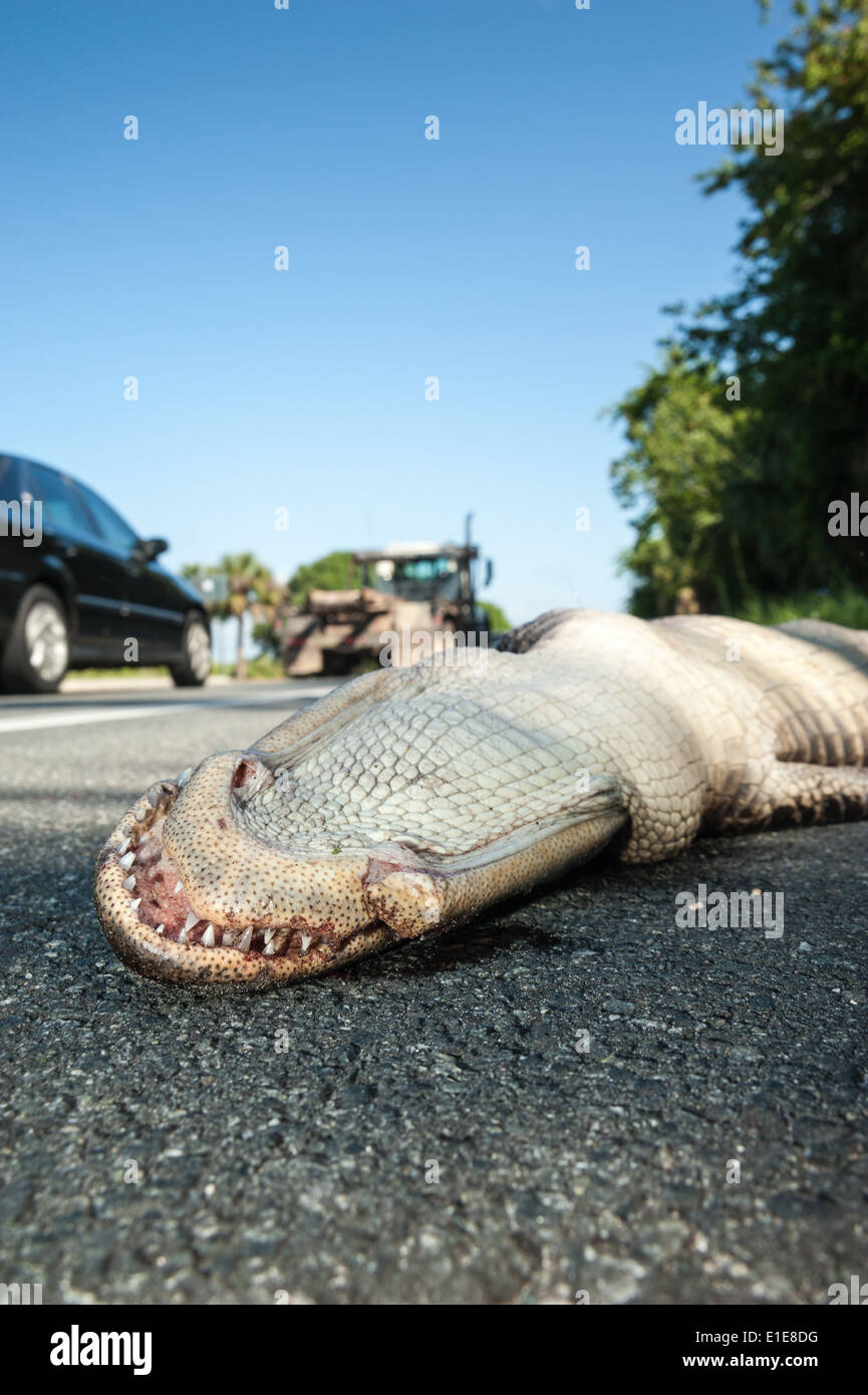 Morning traffic passing alligator roadkill on US Highway A1A in Ponte Vedra Beach, Florida, USA. Stock Photo