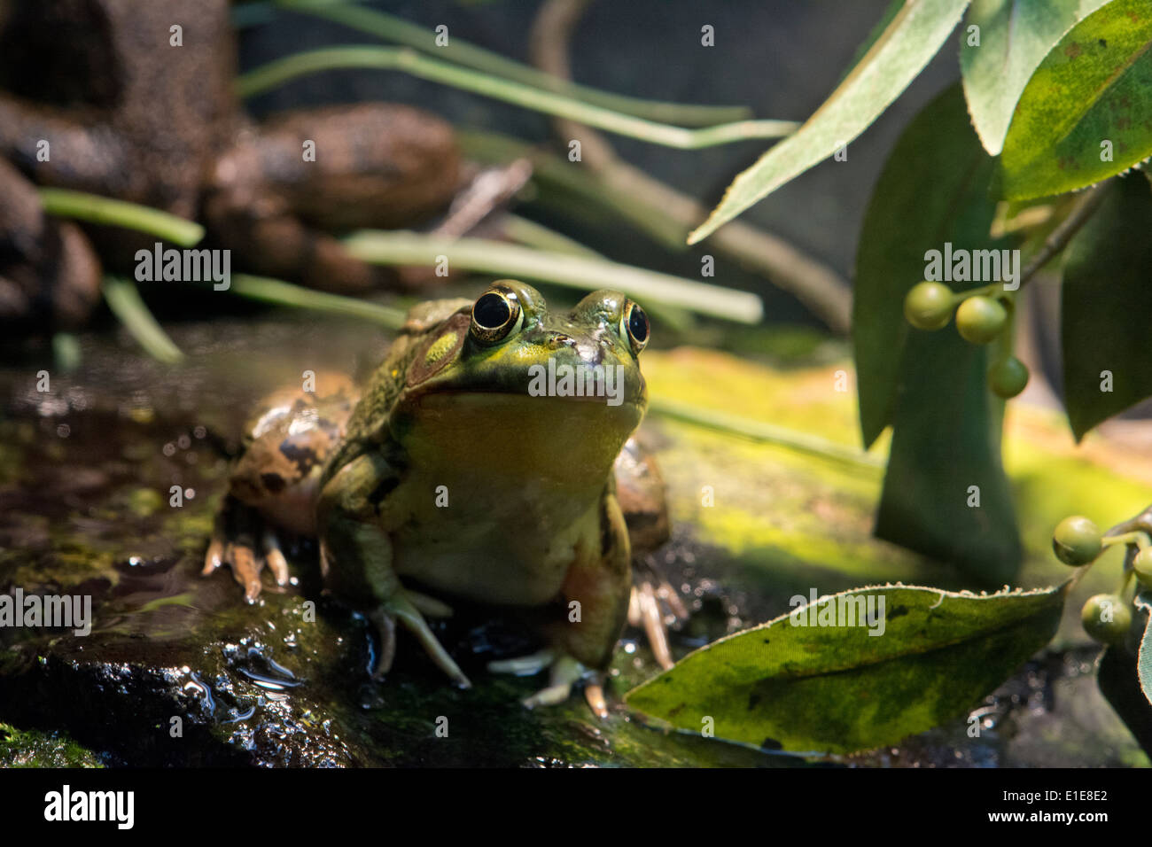 A Green Frog. Stock Photo