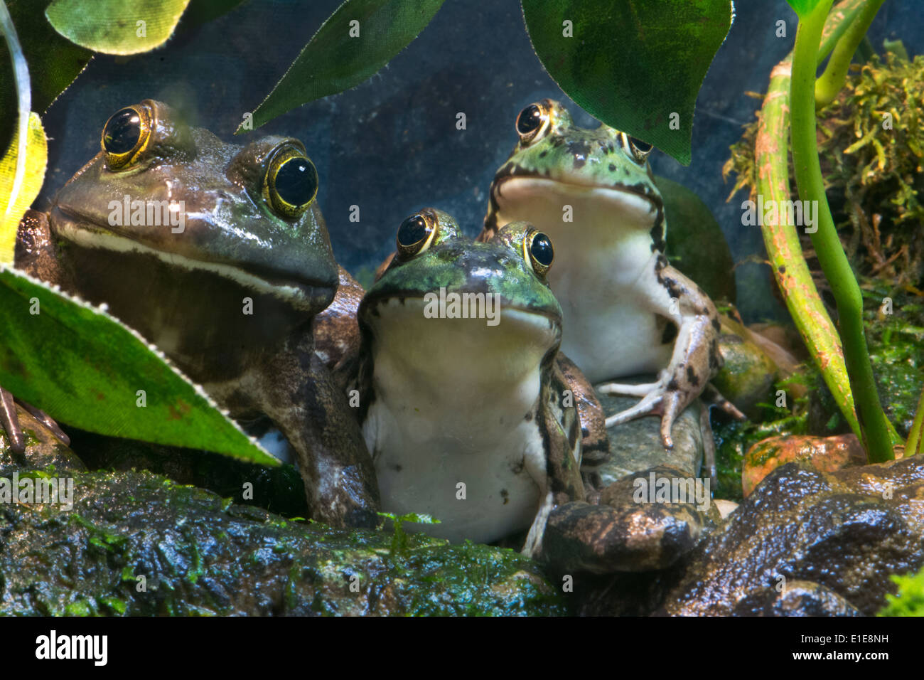 Three Frogs. Stock Photo