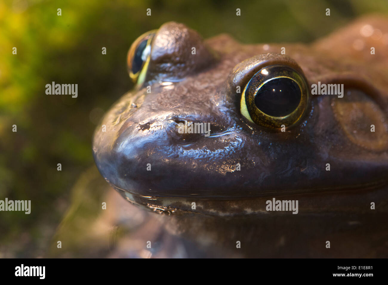 An American Bullfrog. Stock Photo