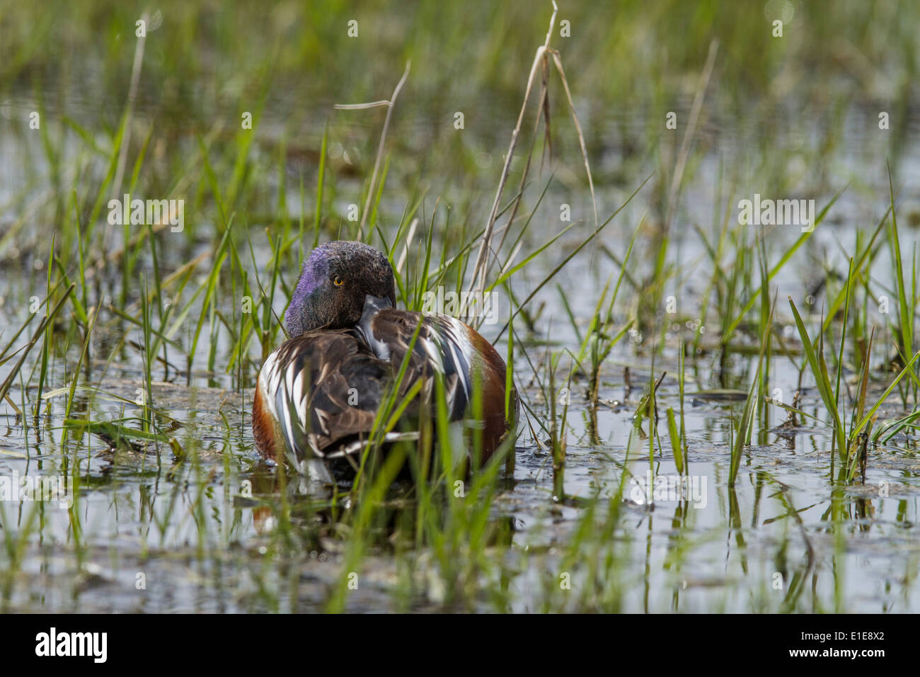 Northern Shoveler (Anas clypeata) Beautiful, iridescent, colored male, in the shallow water, resting and staring back at camera. Stock Photo