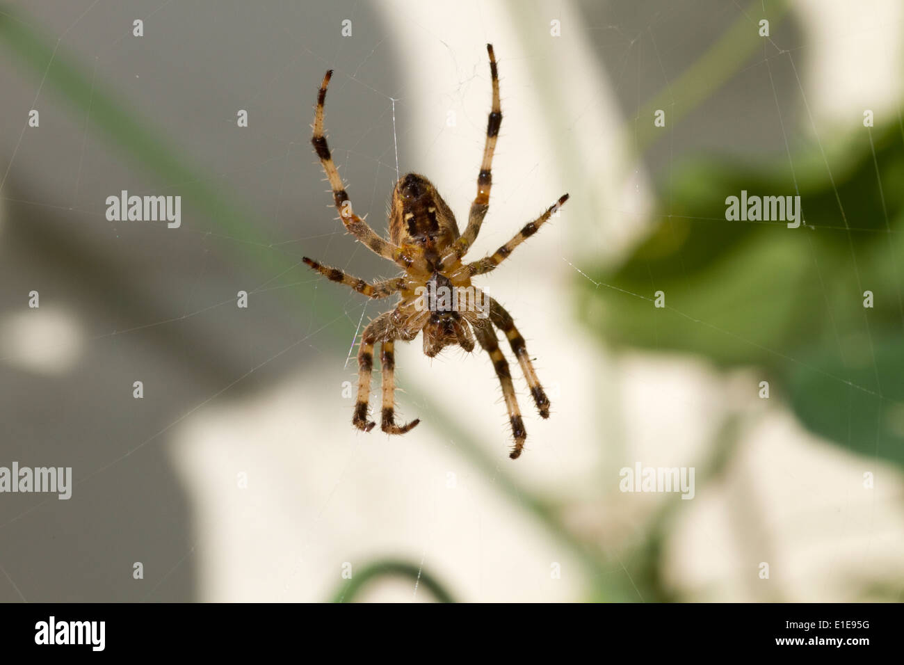 Garden orb spider in web Stock Photo